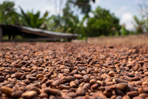 Sustainable Cocoa Sourcing